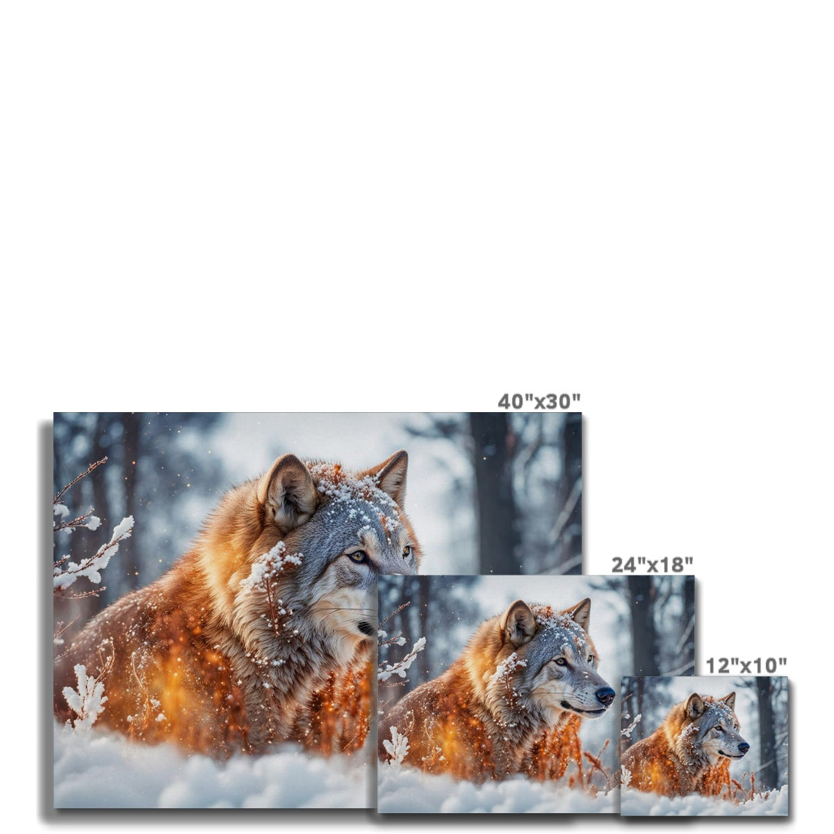 Sunlight Wolf Canvas